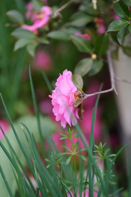 Natur, Blume, Frühling