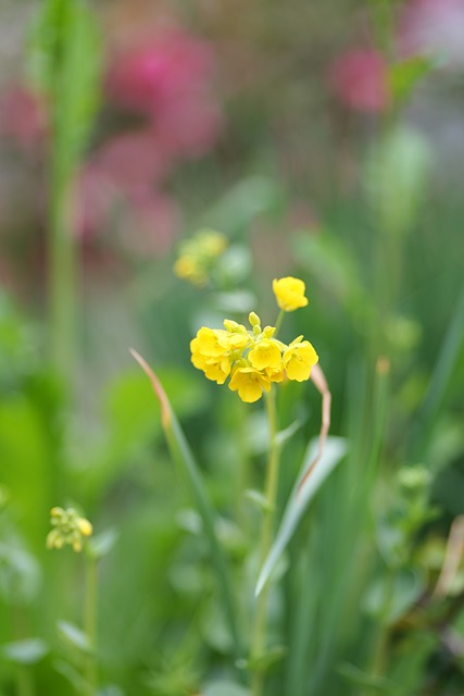 Natur, Blume, Frühling