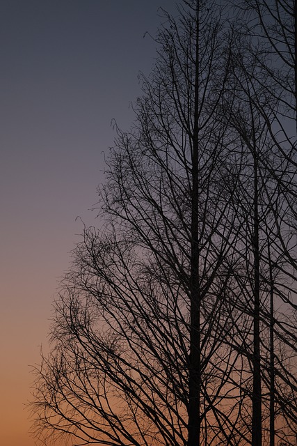 Silhouette, Baum, Sonnenuntergang, Natur