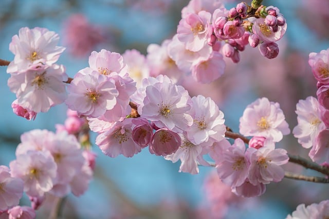Cherry Blossom Spring Pink Flowers - Free photo on Pixabay