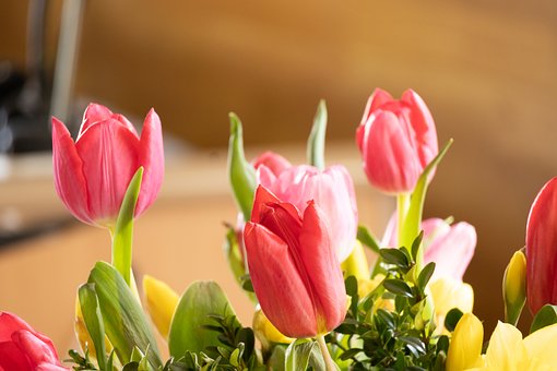 Buket, Forår, Narcissus, Natur, Tulipan
