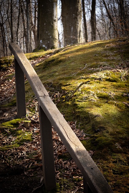 Skov, Natur, Træer, Bro, Parkere, Forår