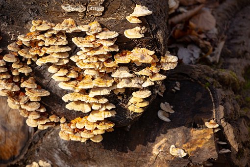 Champignon, Natur, Skov, Flora, Nav, Træ
