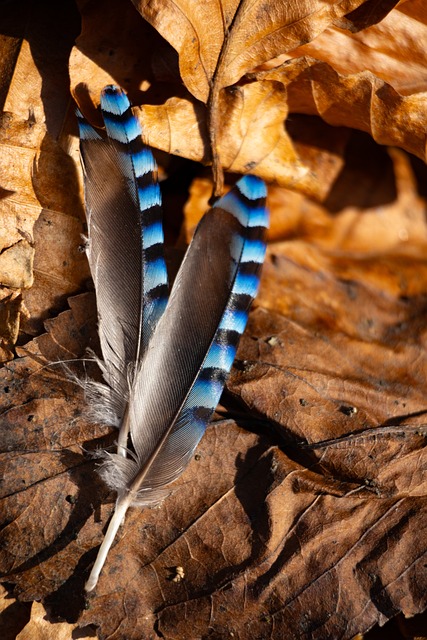 Pen, Natur, Fugl, Skov, Farverig, Jay