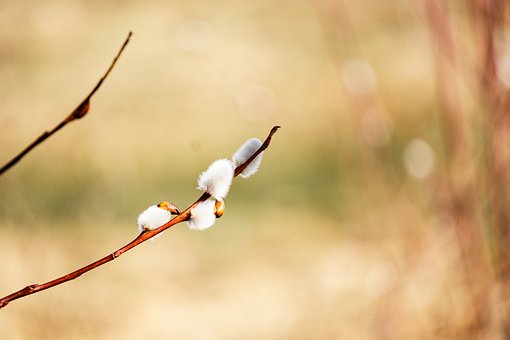 Pil, Grundlag, Natur, Forår, Blomstre