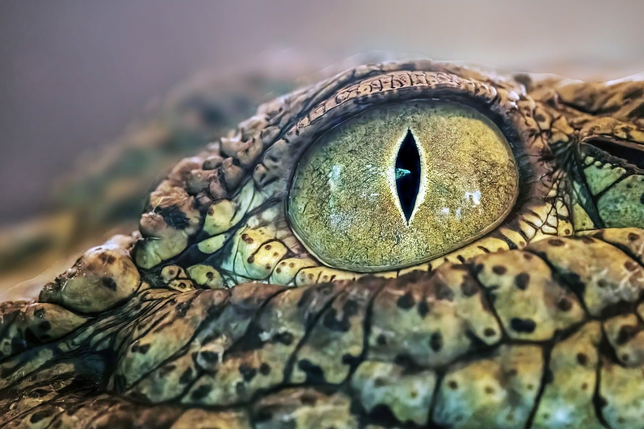 davidclode-crocodile-eye-10167320_1280.jpg