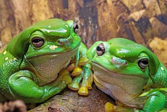 Frogs Have Frogs Magnificent Tree - Free photo on Pixabay