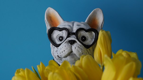 Französische Bulldogge, Herzenbrille