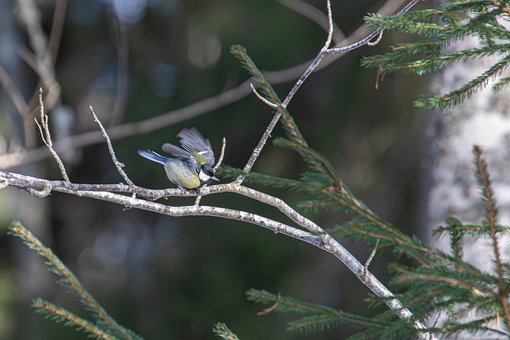 Sikorka, Ptak, Skrzydła, Natura, Wiosna