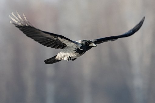 Ptak, Kruk, Latający, Natura, Skrzydła
