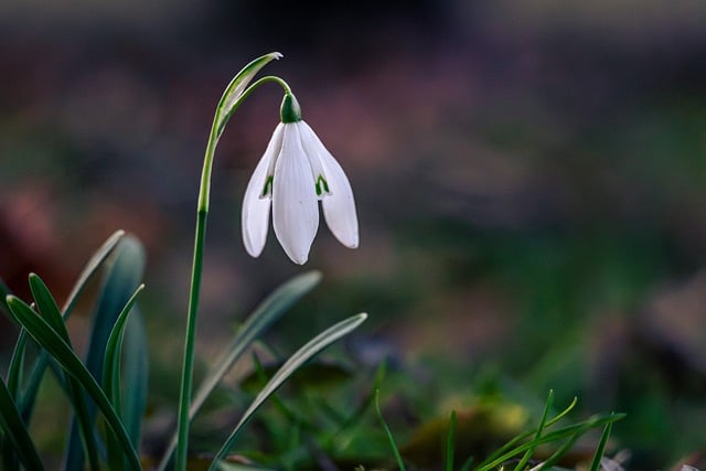 snowdrop, nature, spring — photo by mihail_stavrev78
