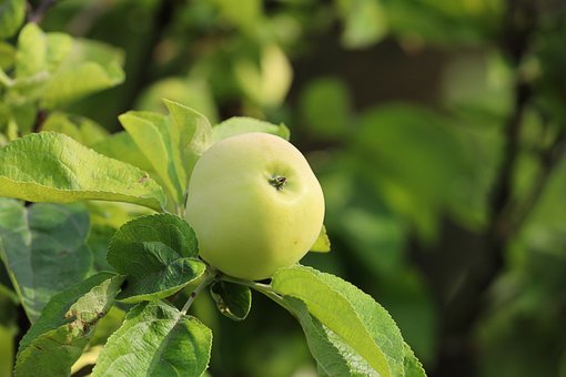 Free Apple Fruit photo and picture
