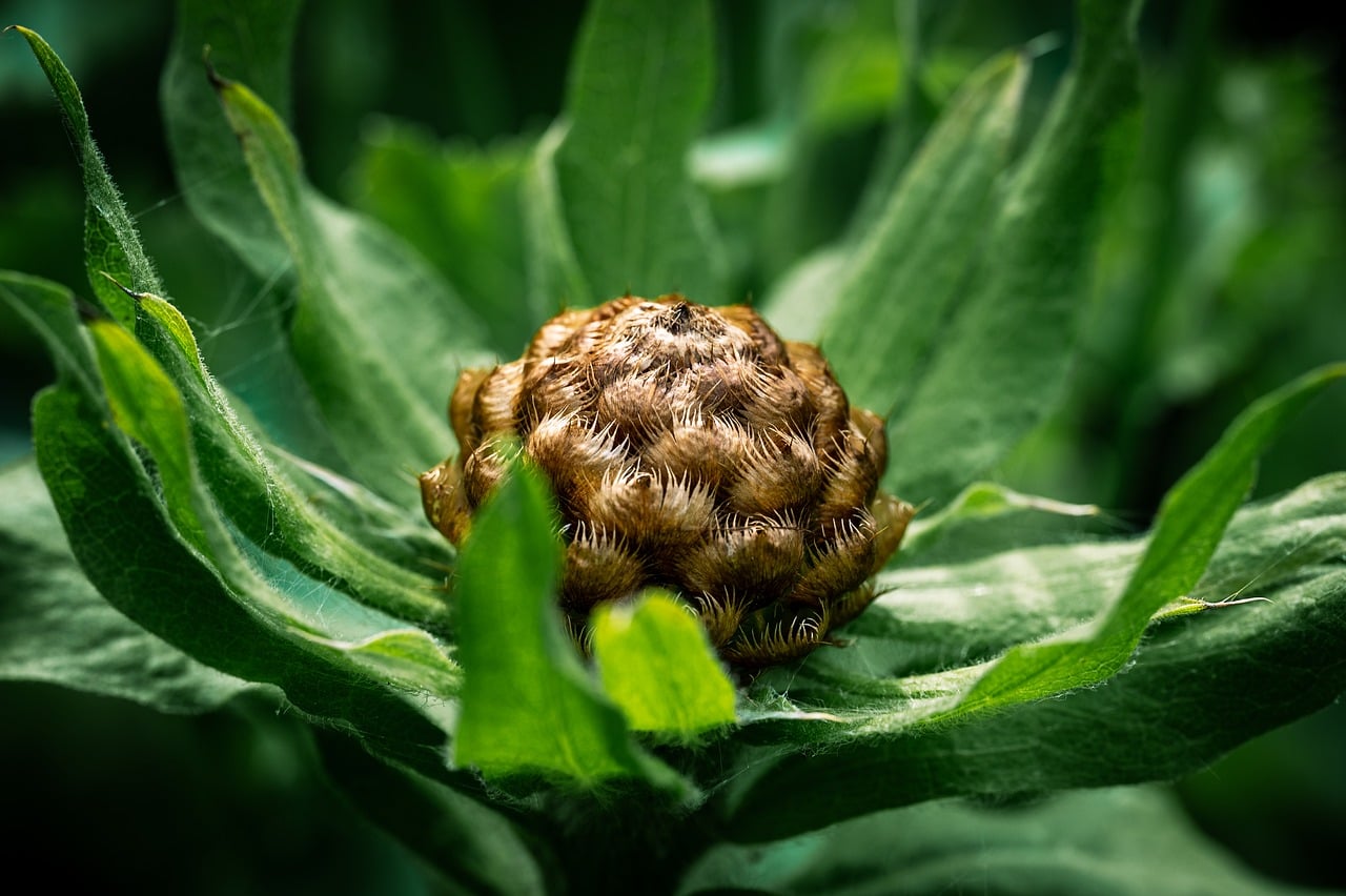 bernhardjaeck-plant-10168215_1280.jpg