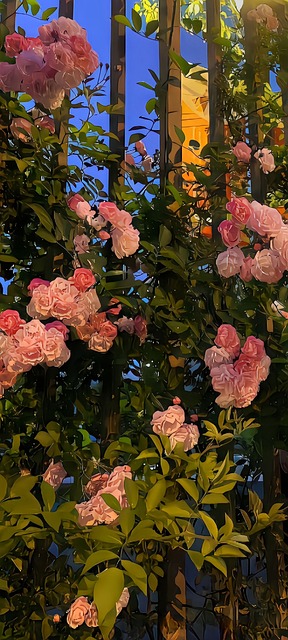 Free Nature Blossom photo and picture