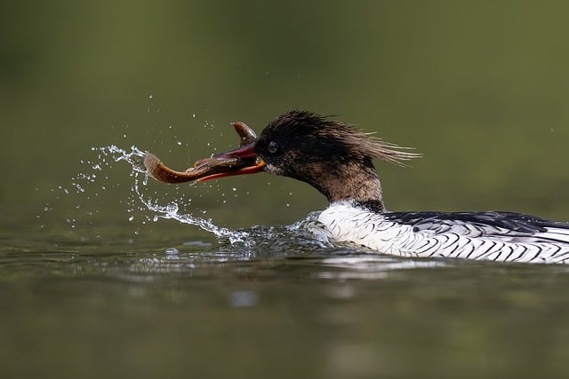 Free Bird Nature photo and picture