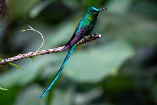 Colombia, forest, cali and hummingbird — photo by TjjEbanez