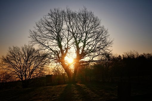 Free Sunrise Tree photo and picture