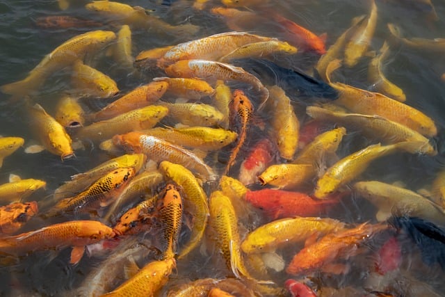 koi, pond, fish, koi carp, water, nature, swimming, golden, group, colorful, lake, yellow, ornamental, waves, manual, wale, feeding, zoological, aquarium, pattern, ornamental pond