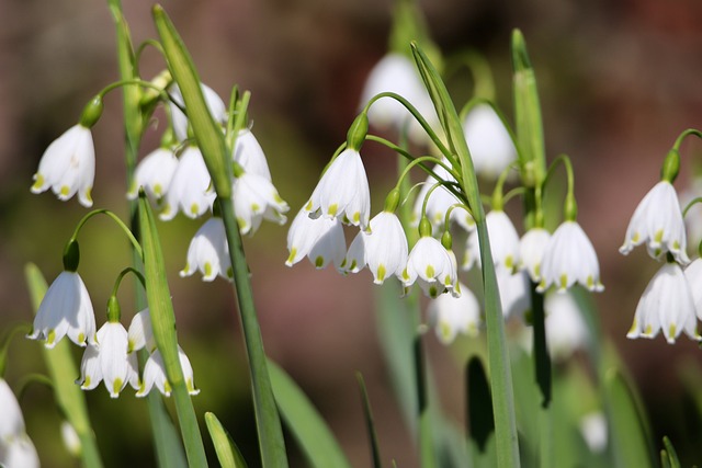 Free Spring Flowers White Flowers photo and picture