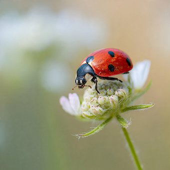 Free Macrophotography Ladybug photo and picture