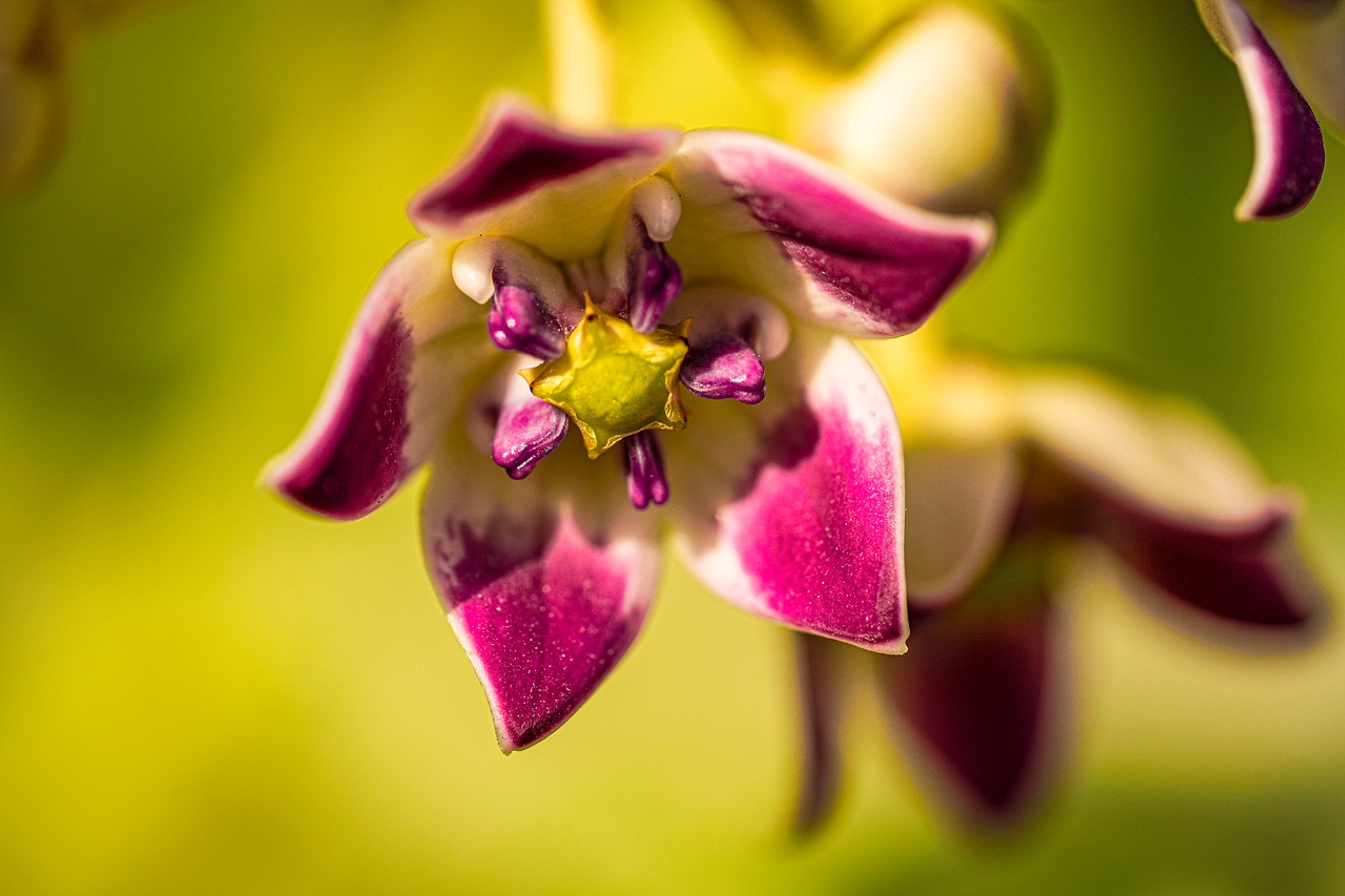 Flower - free online jigsaw puzzle photo