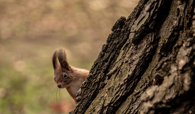 Free Squirrel Tree photo and picture