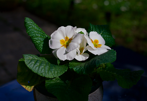 Free Spring Flower illustration and picture