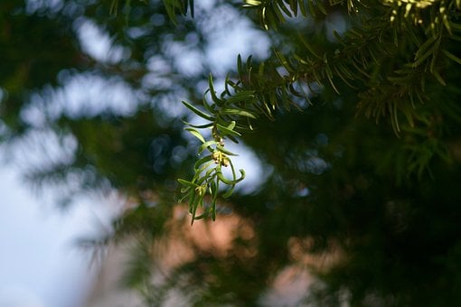 Free Spring Natural photo and picture