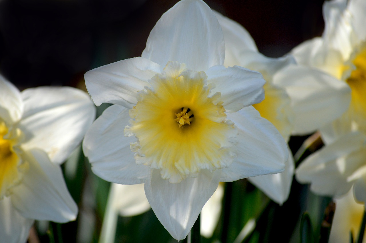 White Daffodil Flower Yellow - Free photo on Pixabay
