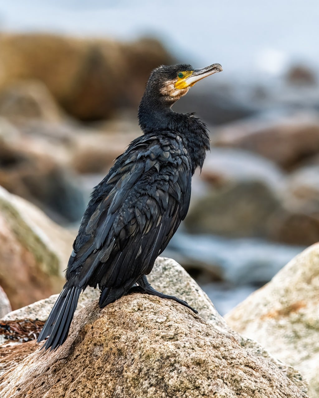 fotoblend-cormorant-10172373_1280.jpg