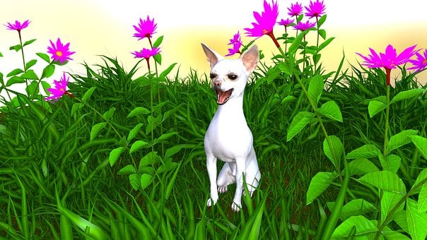 Chihuahua, Hund, Haustier, Tier