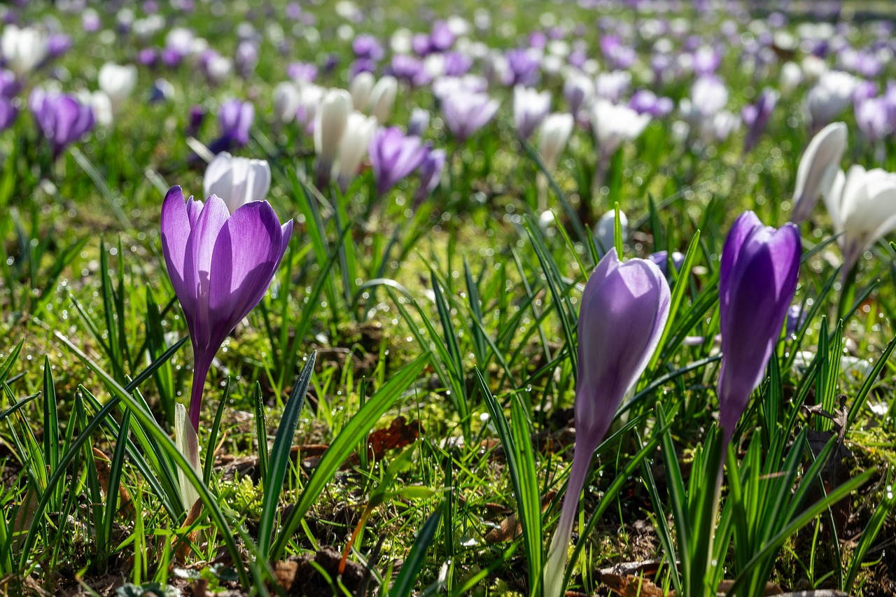 Crocuses Spring Bloom Sea Of - Free photo on Pixabay