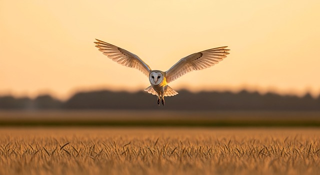 barn owl, owl, graceful, flight, flying, wings, hunter, predator, nature, wildlife, sunset, golden hour, wheat field, bird of prey, feathers, sky, glowing, dawn, meadow, landscape, animal, wilderness, evening, raptor, barn-owl, ai generated