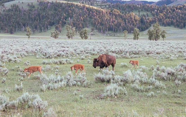 Gulsten, Wyoming, Natur, Bøffel, Bison