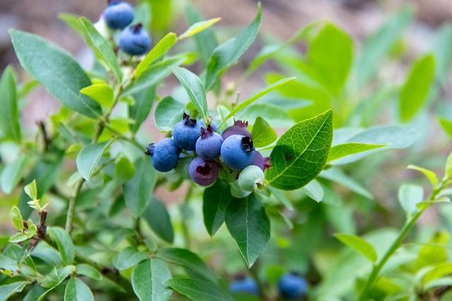 Maine, Blåbær, Vild, Natur, Plante