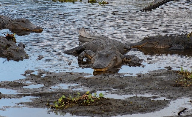 Free Alligator Reptile photo and picture