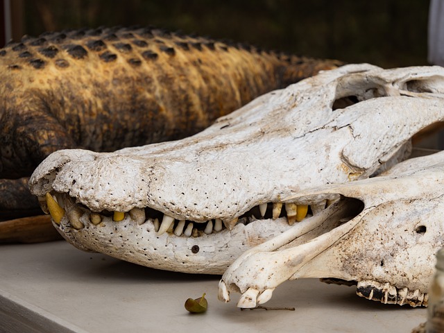 Free Crocodile Skull Alligator photo and picture