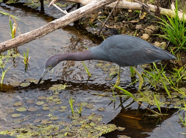 Free Little Blue Heron Birds photo and picture