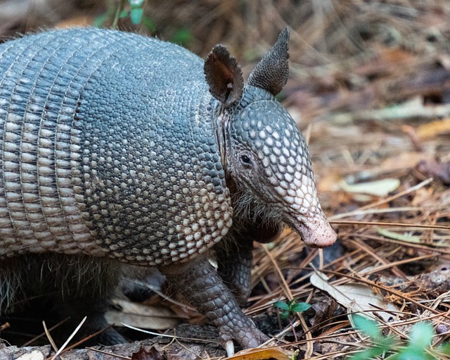 Free Armadillo Nature photo and picture