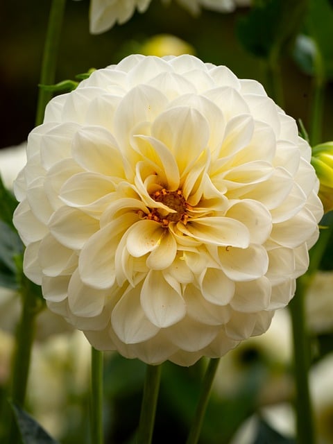 Dahlia, Blomst, Plante, Skønhed, Natur