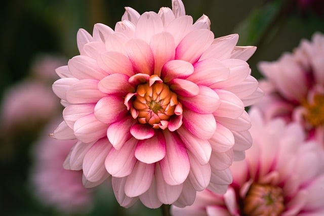 Dahlia, Blomst, Delikat, Plante, Rose