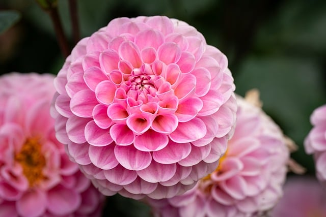 Dahlia, Blomst, Plante, Rose, Skønhed