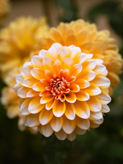 Blomster, Dahlia, Plante, Skønhed, Natur