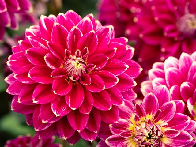 Blomster, Blomst Baggrund, Dahlia