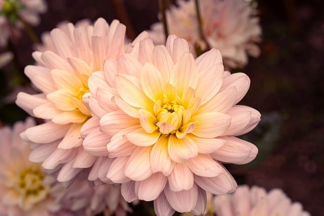 Blomster, Dahlia, Plante, Skønhed, Natur