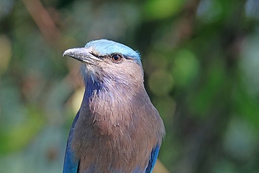 Free Bird Blue photo and picture