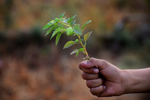 Free Nature Hand photo and picture