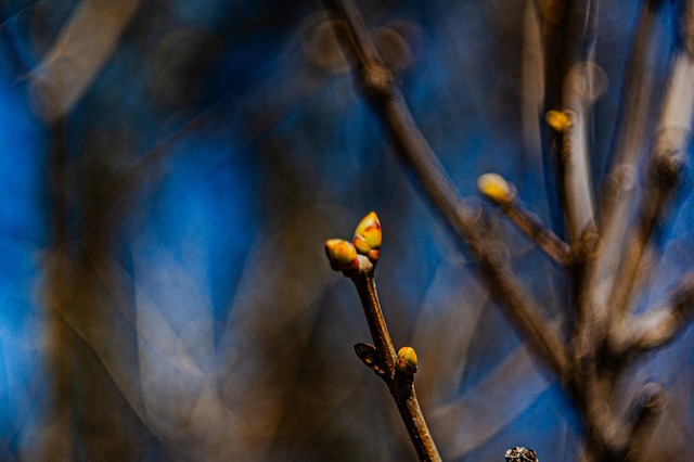 Naturaleza, Primavera, Árbol, Rama