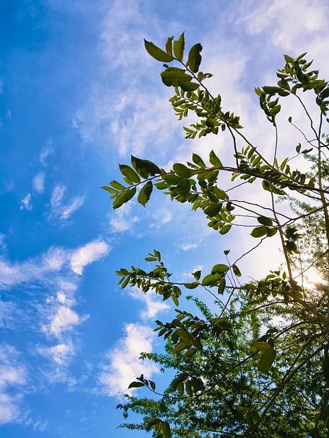 Free Sky Nature photo and picture