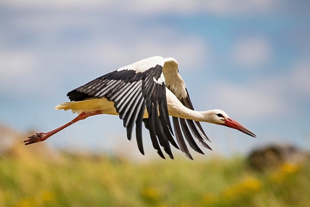 Download free HD stock image of Stork White Stork Free Stork White Stork photo and picture